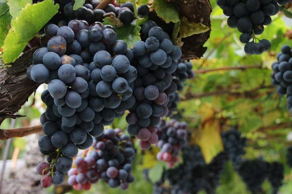 Montepulciano d'Abruzzo: Il Vino dell'Emozione