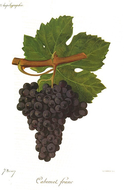 Cabernet Franc: storia, caratteristiche e peculiarità di un grande vitigno