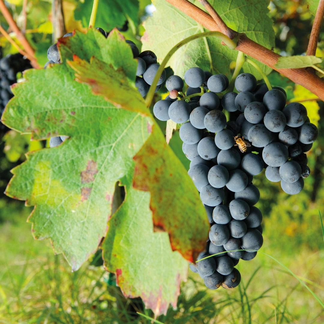 Aglianico: il grande vitigno rosso del Sud Italia