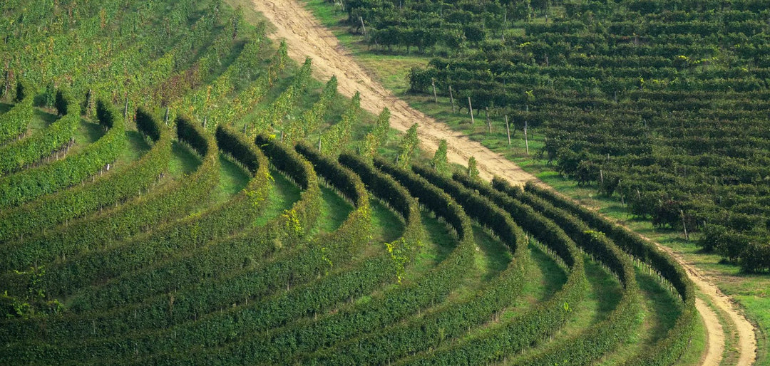 Grignolino: storia e caratteristiche del celebre vitigno piemontese