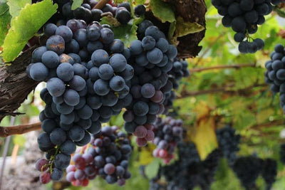 Montepulciano d'Abruzzo: Il Vino dell'Emozione